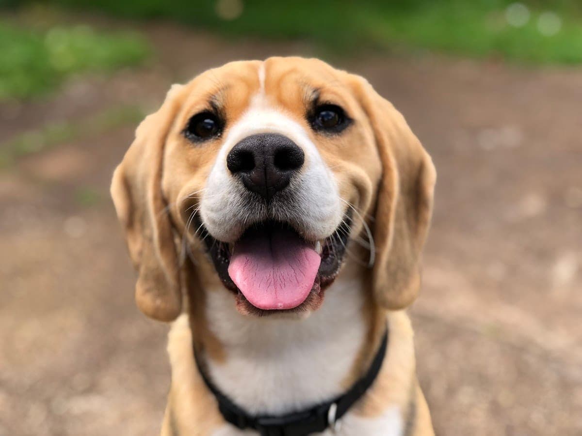 A beagle beaming at the camera, tongue out, unbothered by anything