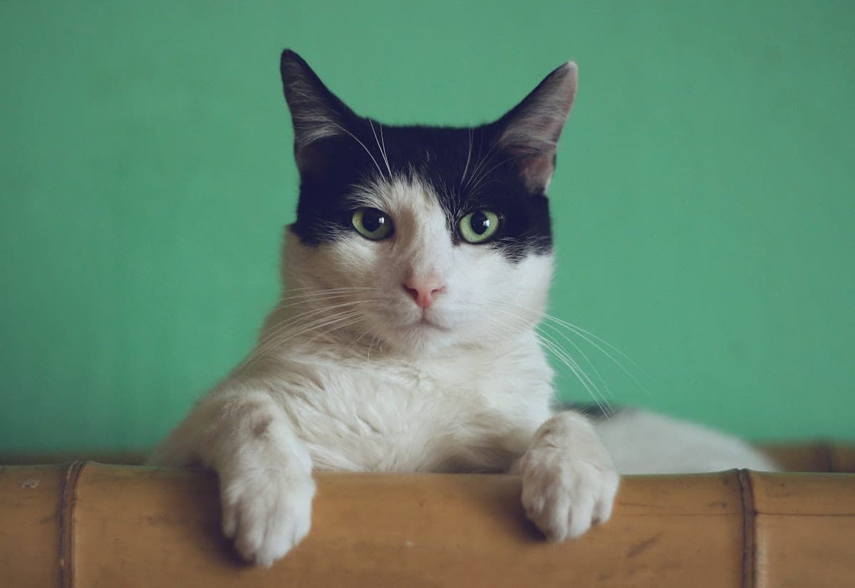 A tuxedo cat draped over a perch in the cat wing, surveying a dog-free kingdom