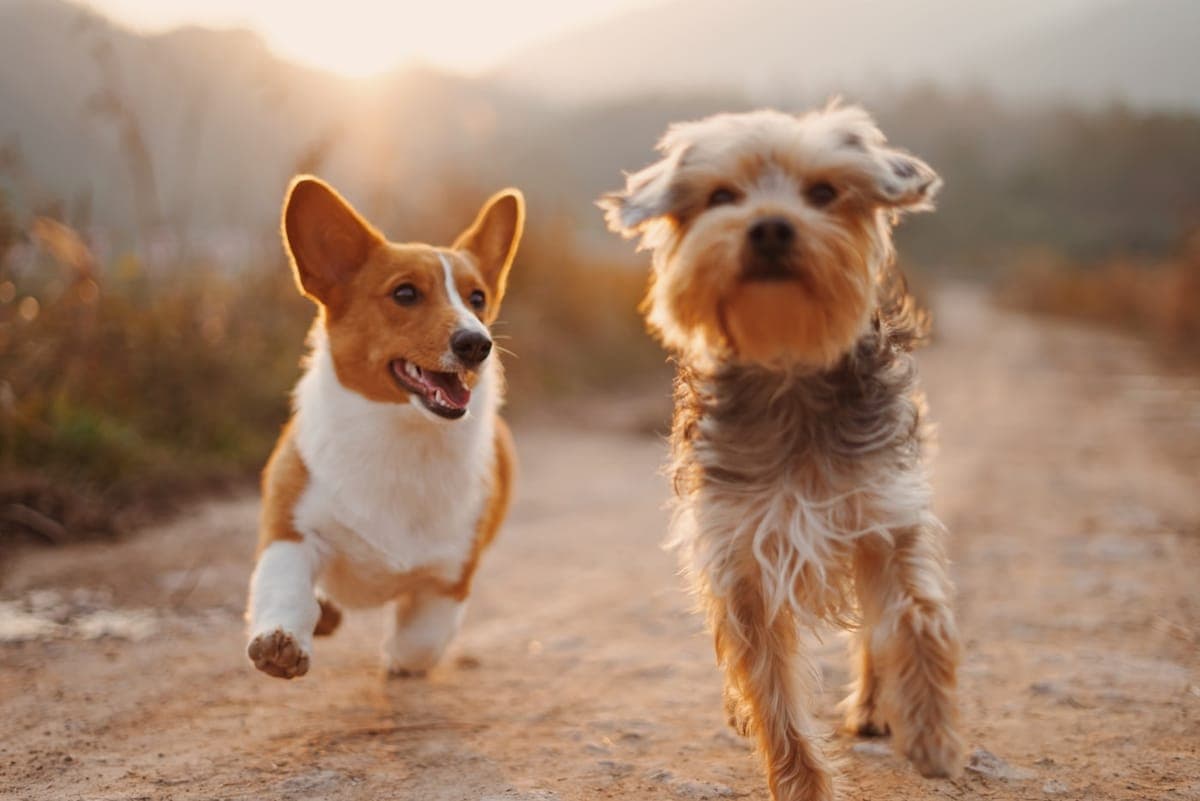 A corgi and a scruffy terrier at full sprint down a golden-hour trail, Lodge play session in progress