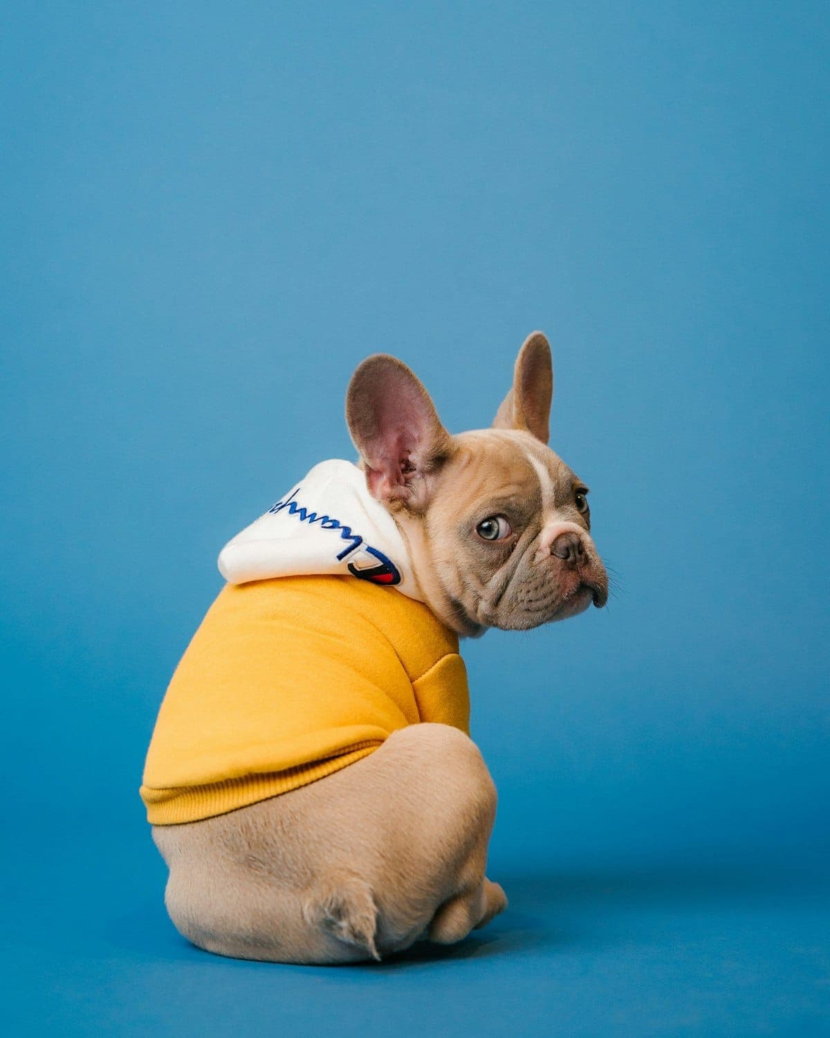 A French bulldog in a marigold hoodie, fresh from The Parlor and aware of it