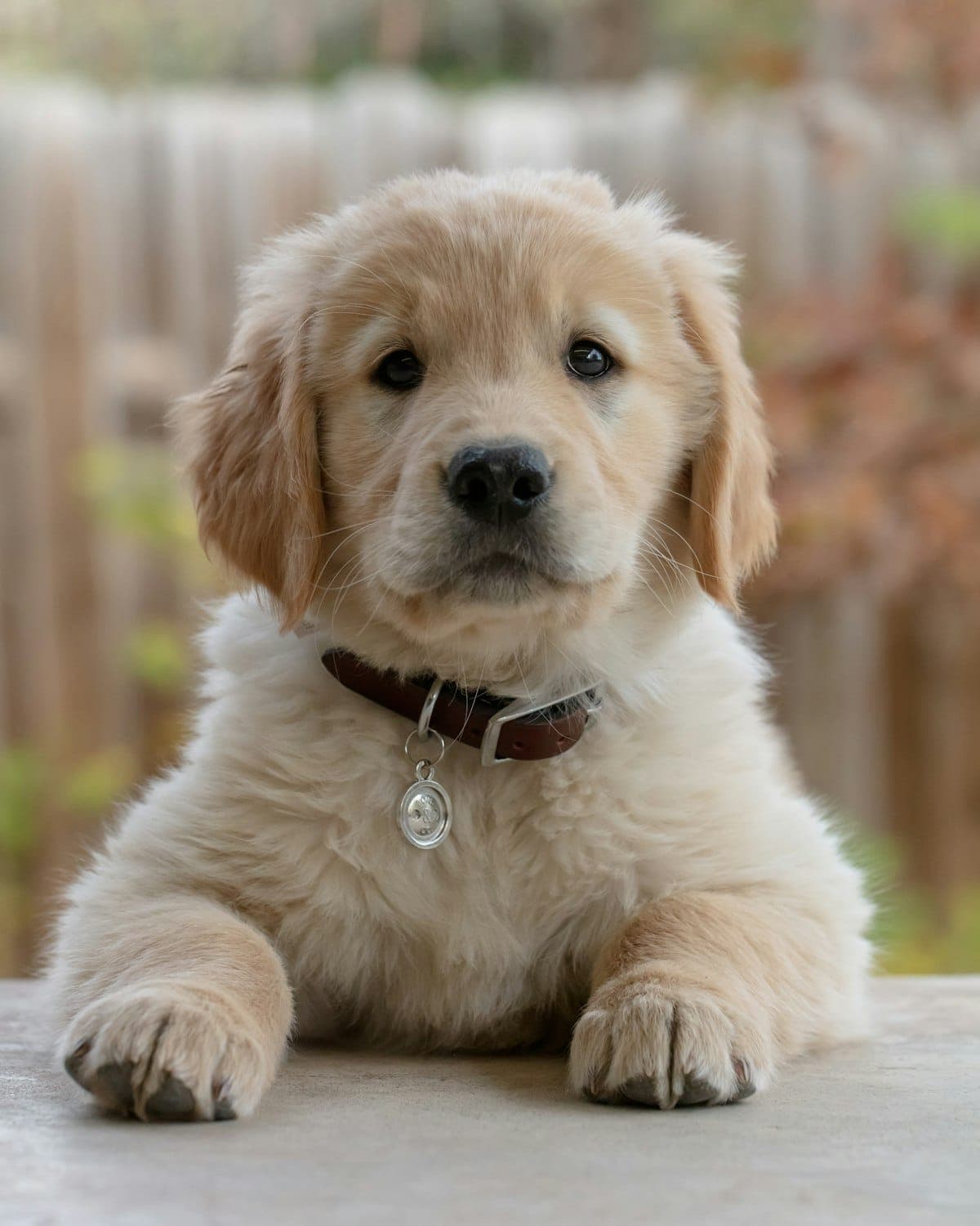 A golden retriever puppy with a brand-new name tag, ready for a first checkup
