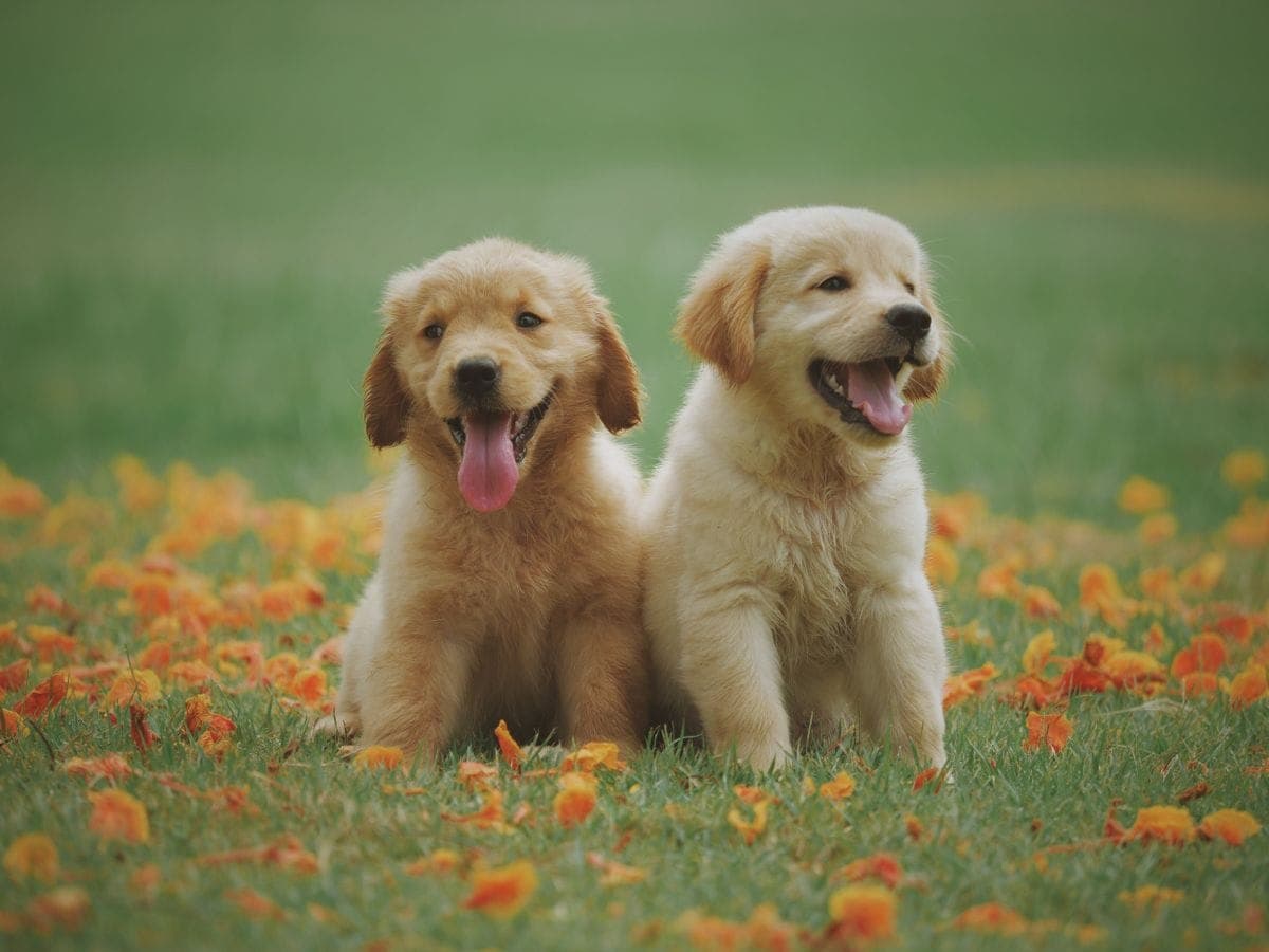Two golden retriever puppies mid-giggle in a yard full of orange petals