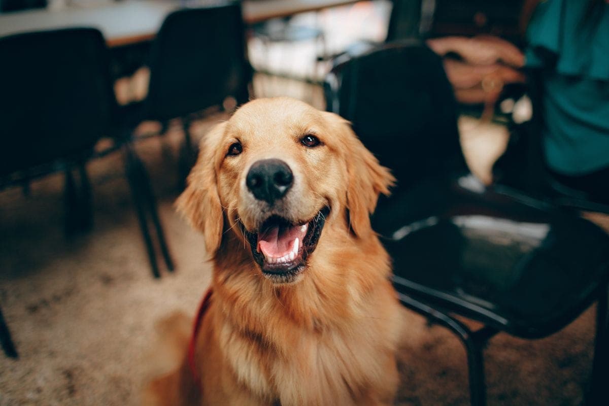 A golden retriever smiling wide, showing off healthy teeth