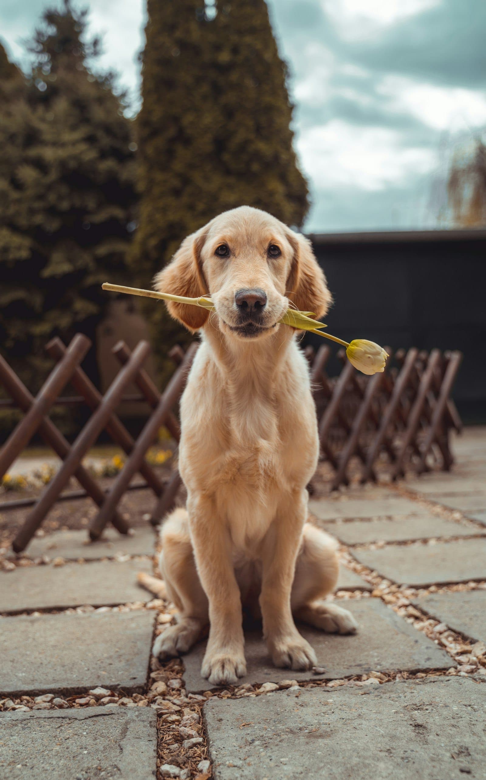 A golden retriever puppy sitting politely with a tulip in its mouth, clearly angling for patient-of-the-month