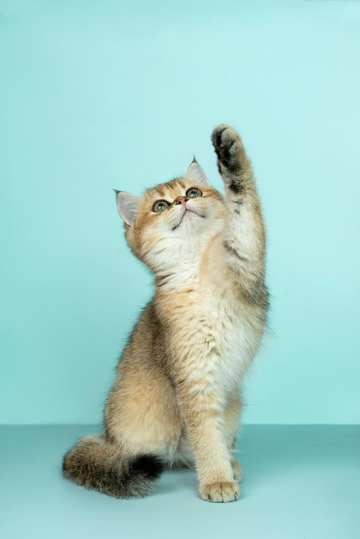 A golden kitten offering an enthusiastic high five