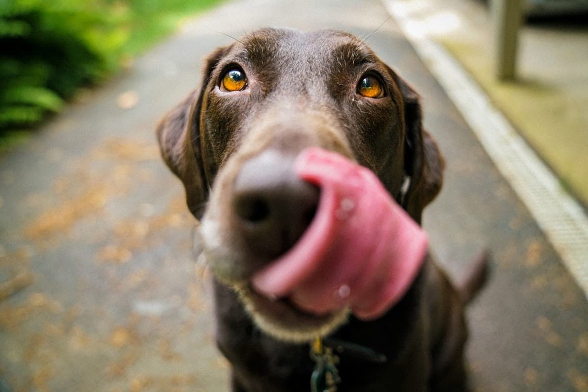 A chocolate lab mid nose-lick on the sidewalk out front, reviewing us five stars