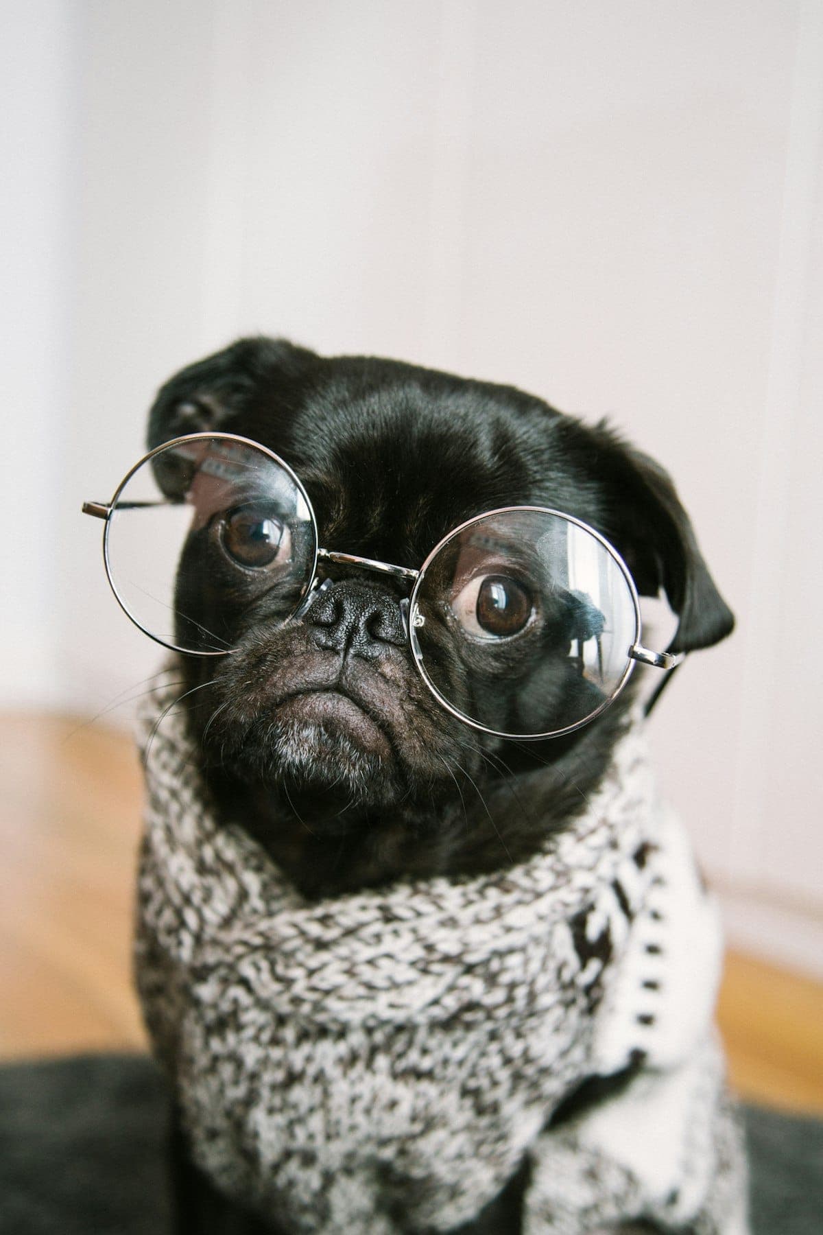A pug in round reading glasses and a knit scarf, prepared to review the fine print