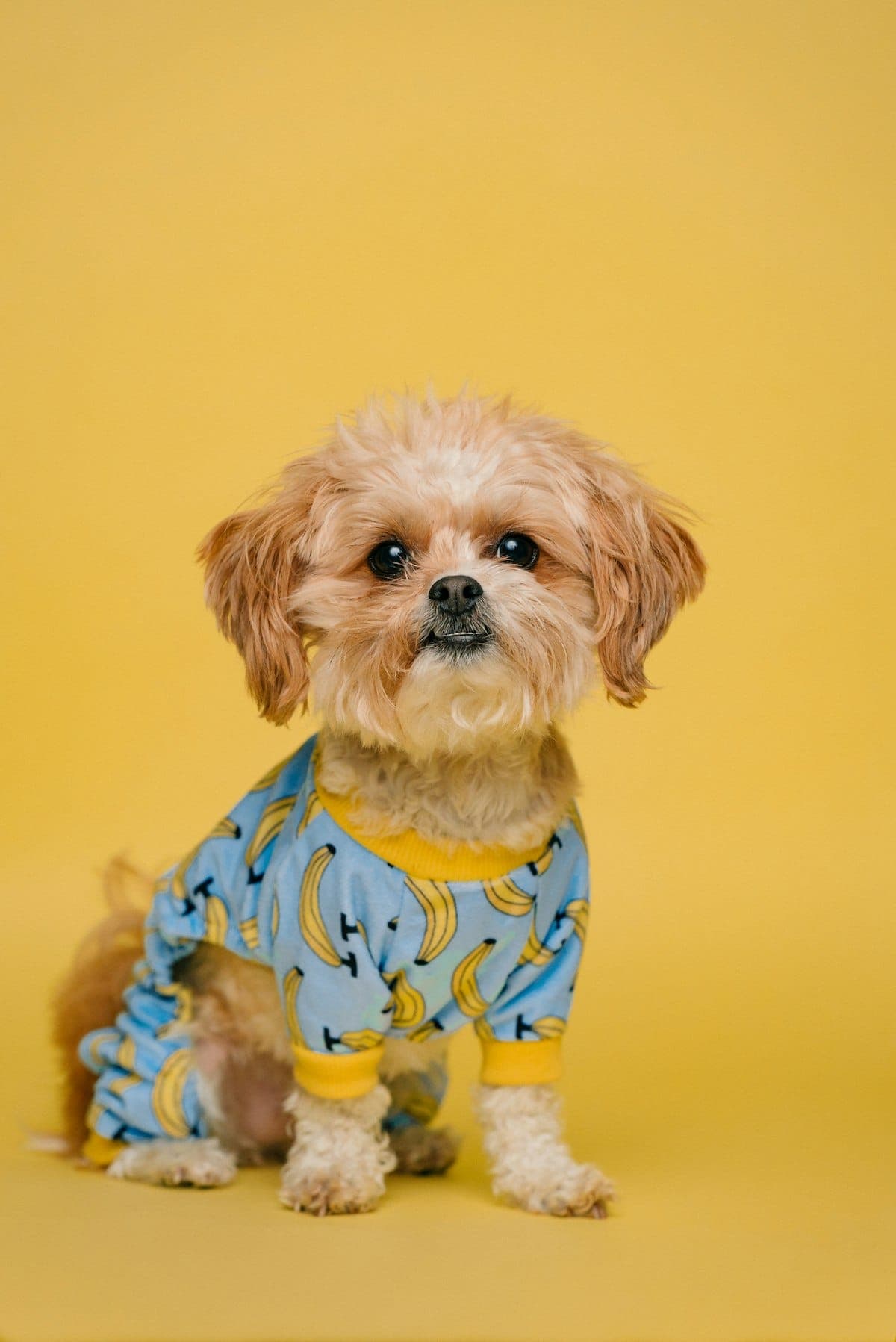 A freshly groomed shih tzu in banana pajamas, feeling like a million bucks