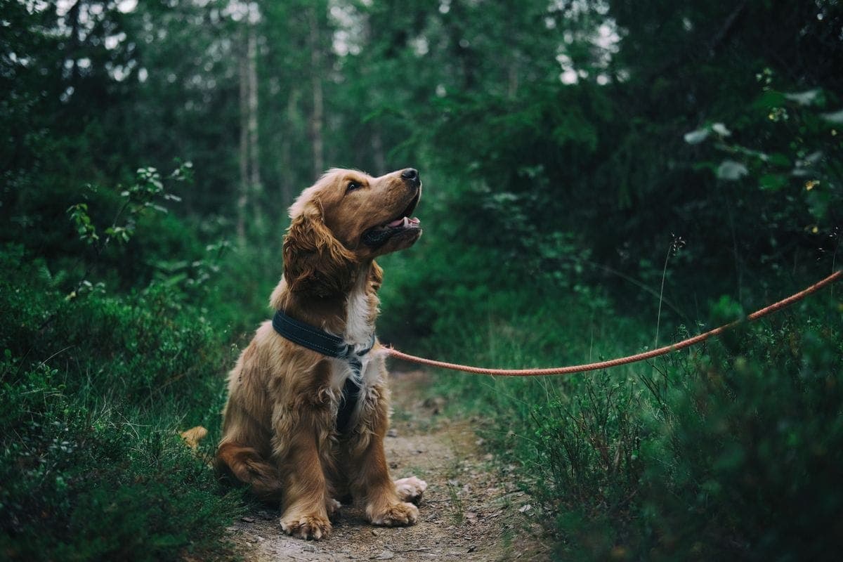A cocker spaniel on a shaded trail walk, one of four daily outings at The Lodge