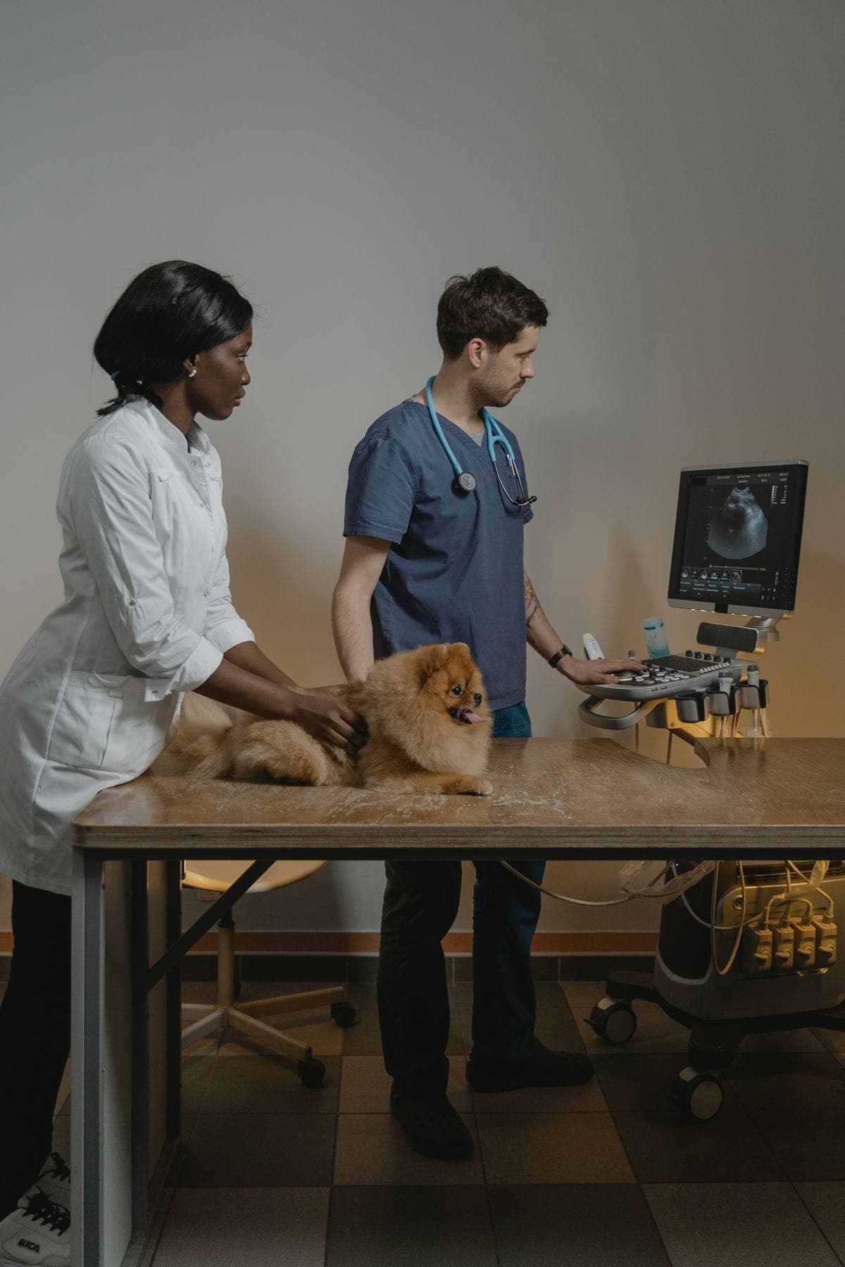 Two veterinarians reviewing an ultrasound with a very patient Pomeranian on the table